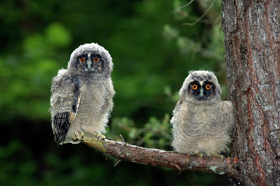 Hibou Moyen Duc Asio Otus Photograph by Gerard Lacz - Pixels