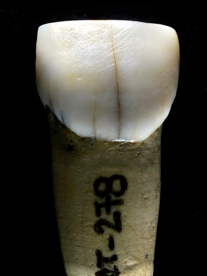 Paleolithic Photograph - Homo heidelbergensis tooth #11 by Science Photo Library Paleolithic Photograph - Homo heidelbergensis tooth #11 by Science Photo Library