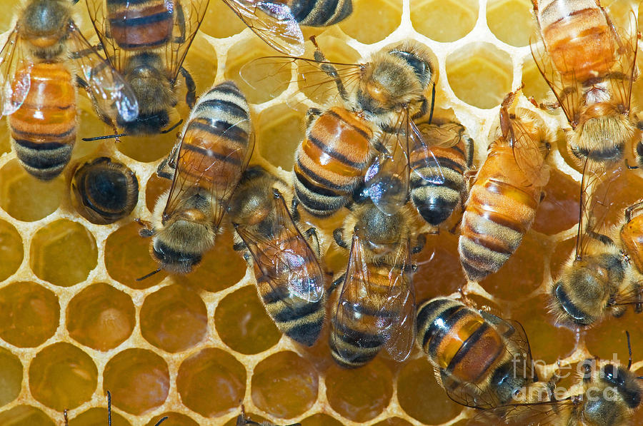 Honey Bees In Hive #11 Photograph by Millard H. Sharp
