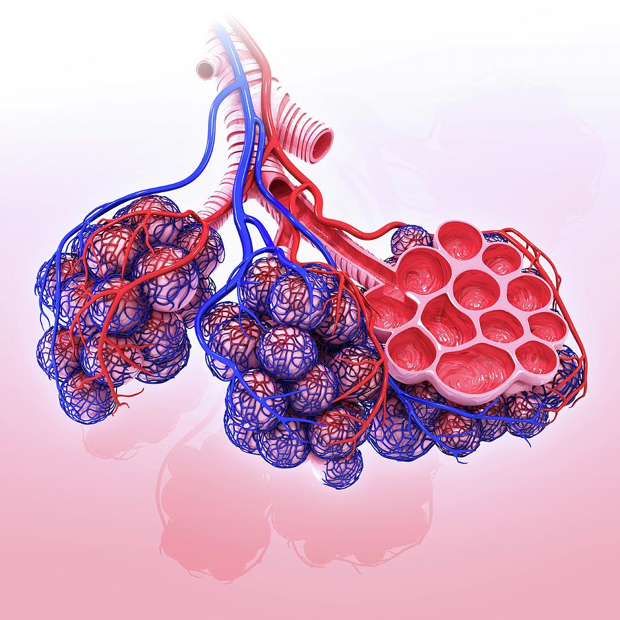 Human Alveoli #11 by Pixologicstudio