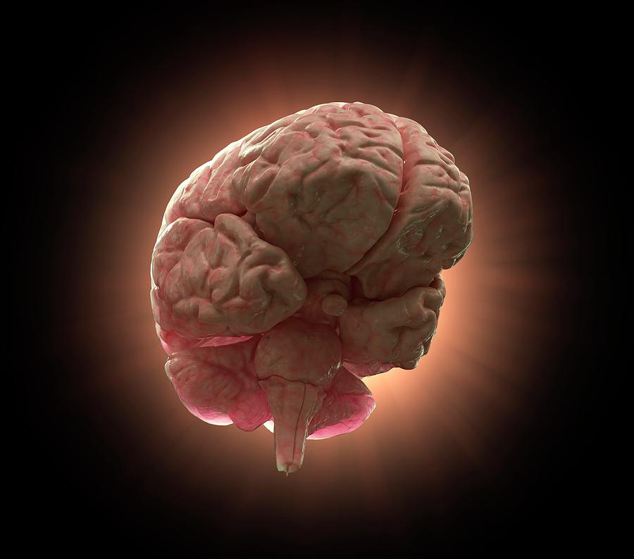 Human Brain #11 Photograph by Andrzej Wojcicki/science Photo Library