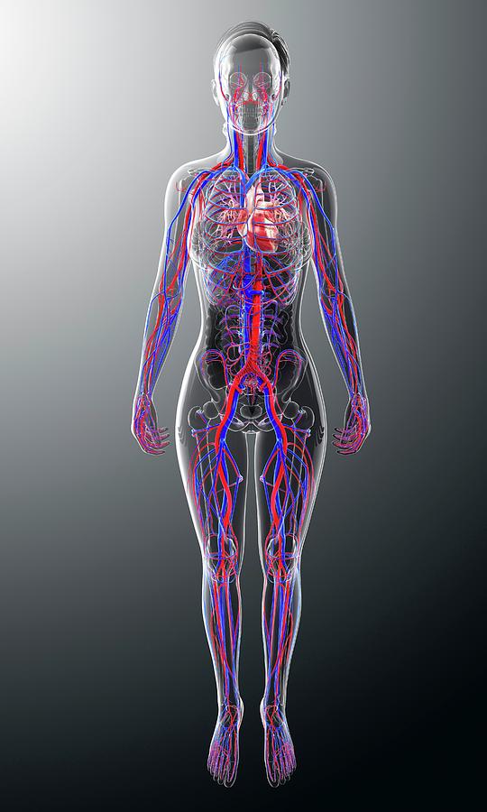 Human Cardiovascular System #11 by Science Photo Library