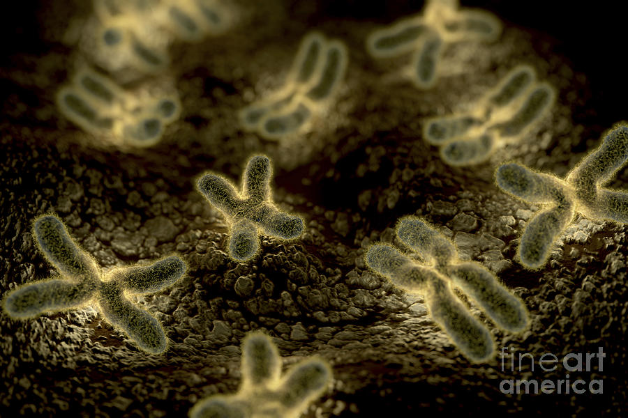 Human Chromosomes #11 Photograph by Science Picture Co