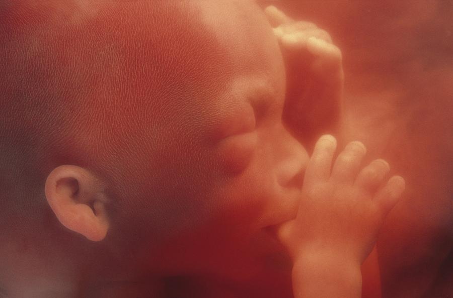 Human foetus in the womb Photograph by Science Photo Library - Pixels