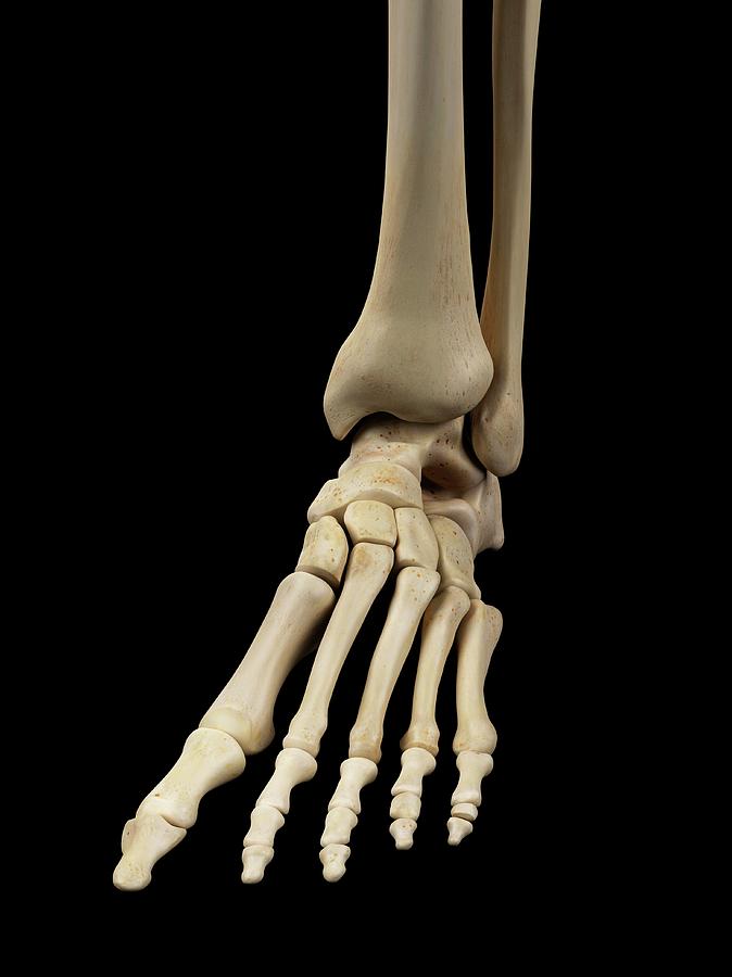 Human Foot Bones Photograph by Sciepro