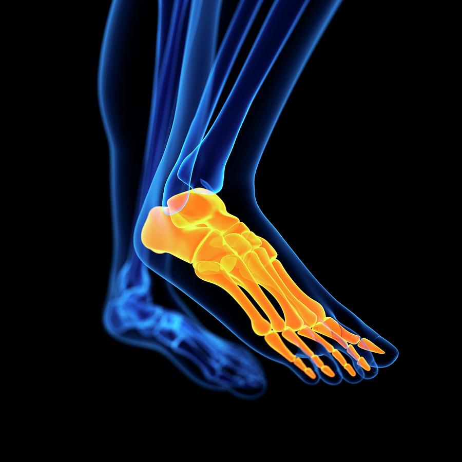 Illustration Photograph - Human Foot Bones #11 by Sebastian Kaulitzki
