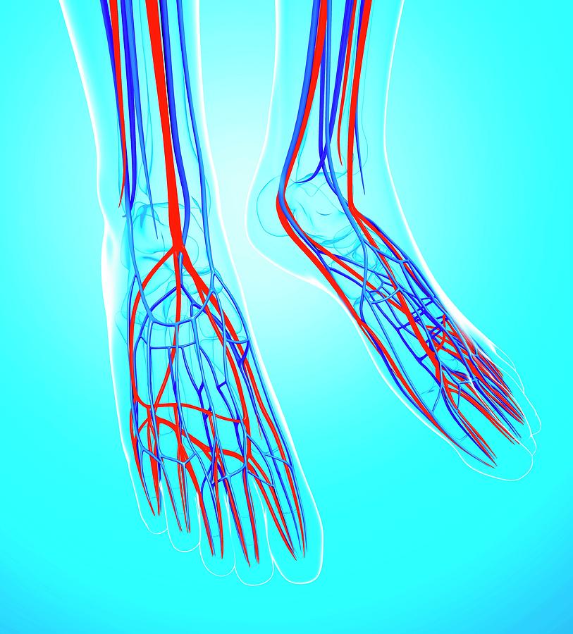 Human Foot Cardiovascular System Photograph by Pixologicstudio/science ...