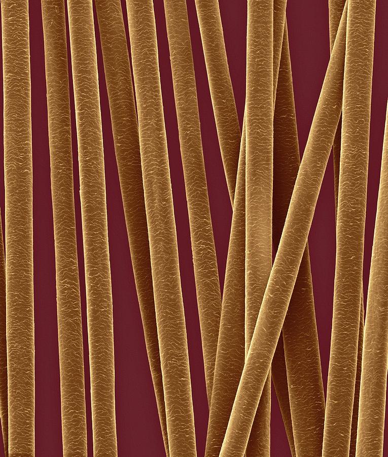 Human Hair Shafts #11 Photograph by Dennis Kunkel Microscopy/science Photo Library