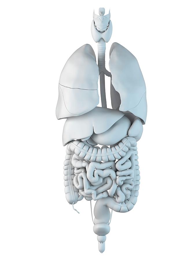 Illustration Photograph - Human Internal Organs #11 by Sciepro