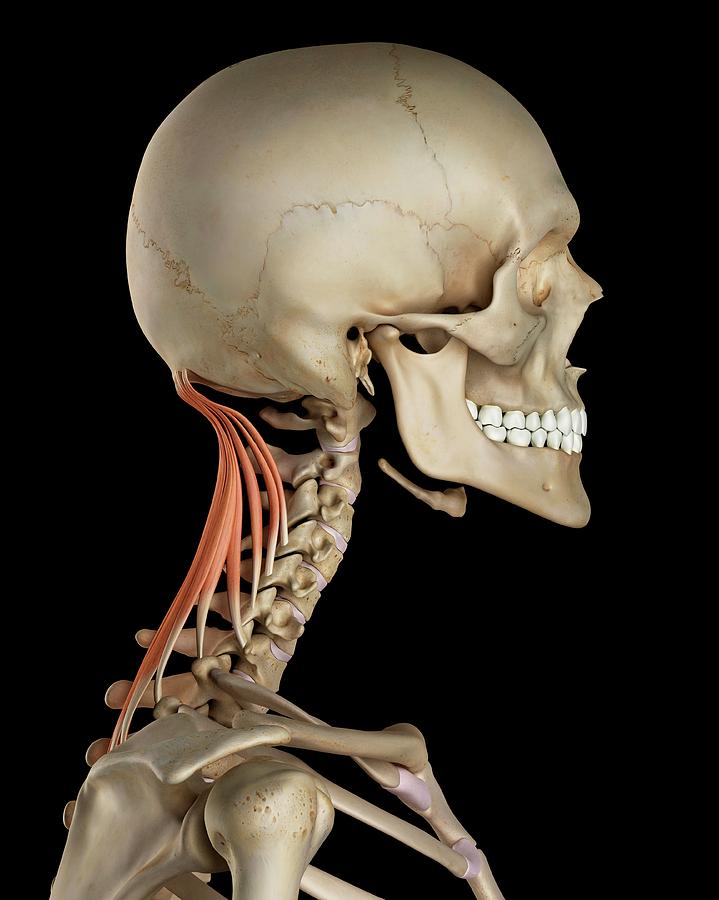 Human Neck Muscles Photograph by Sciepro - Fine Art America