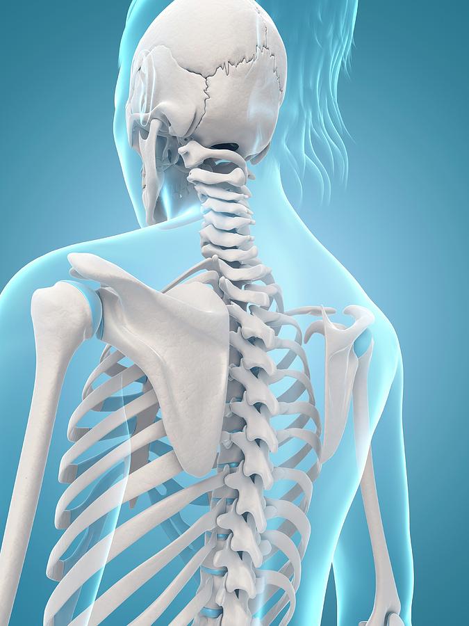 Human Skeletal Structure Photograph by Sebastian Kaulitzki