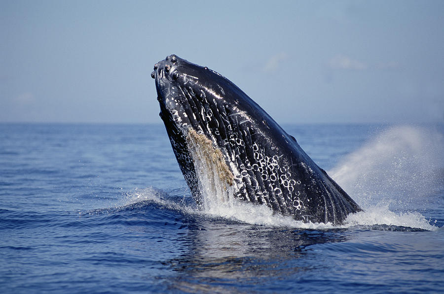 Humpback Whale Breaching Maui Hawaii #11 Photograph by Flip Nicklin