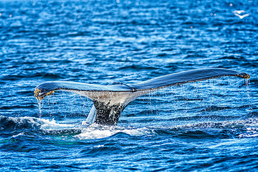 Humpback Whale Lobtailing #12 Photograph by Perla Copernik
