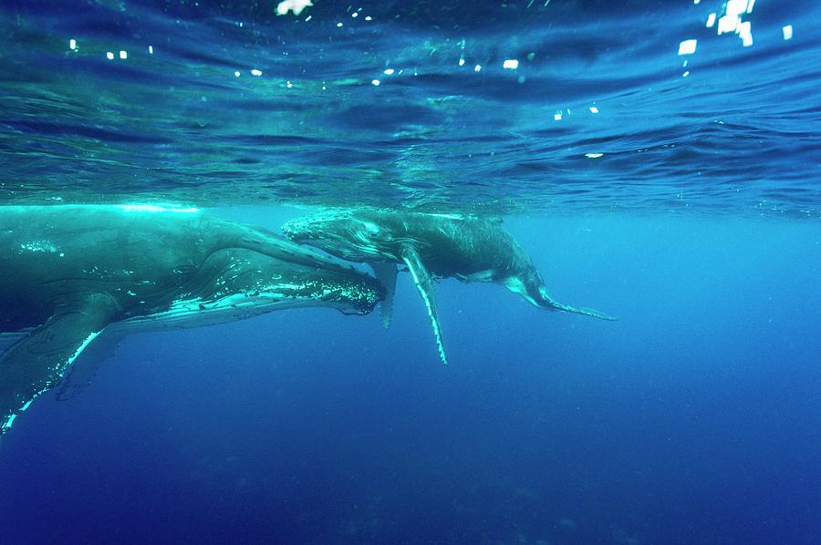 Humpback Whale Mother And Calf Photograph by Christopher Swann/science ...