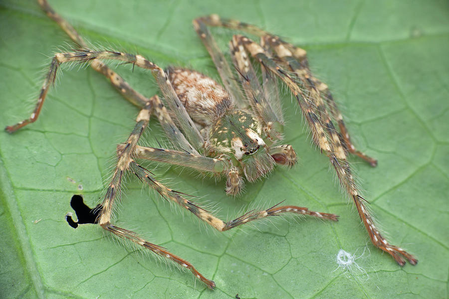 Huntsman Spider #11 Photograph by Melvyn Yeo/science Photo Library