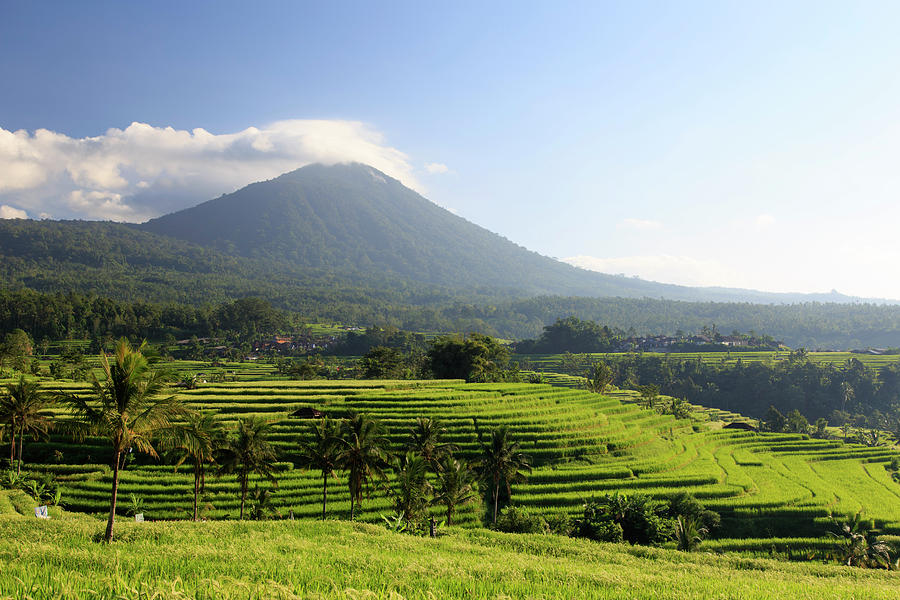 Indonesia, Bali, Rice Fields And #11 Photograph by Michele Falzone