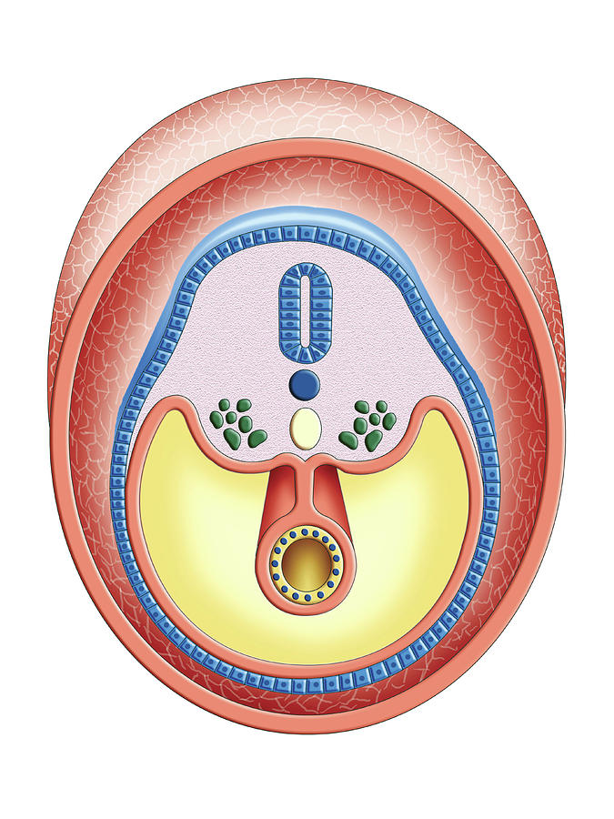 Intra-embryonic Cavities Photograph by Asklepios Medical Atlas - Fine ...