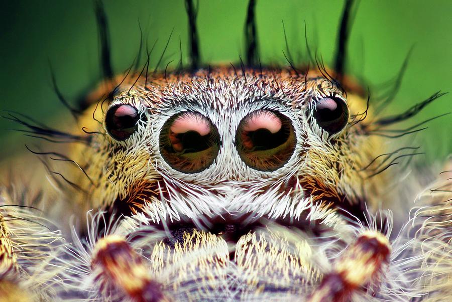 Jumping Spider Photograph By Thomas Shahan Science Photo Library Fine Art America