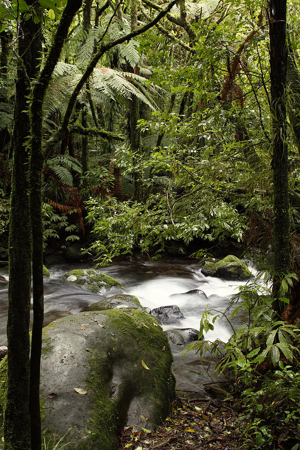Nature Photograph - Jungle stream #11 by Les Cunliffe
