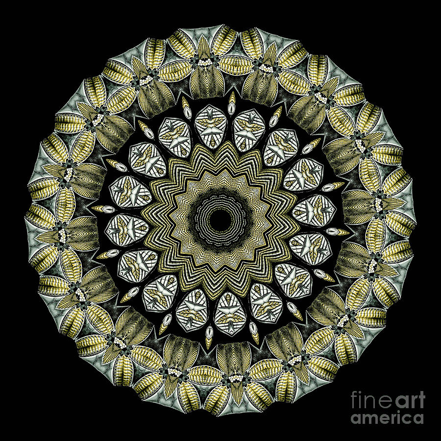 Ernst Haeckel Photograph - Kaleidoscope Ernst Haeckl Sea Life Series #11 by Amy Cicconi