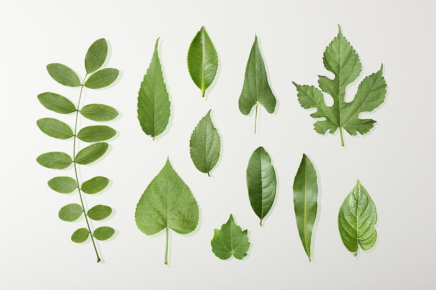 11 Kinds Of Green Leaves Photograph by D-base