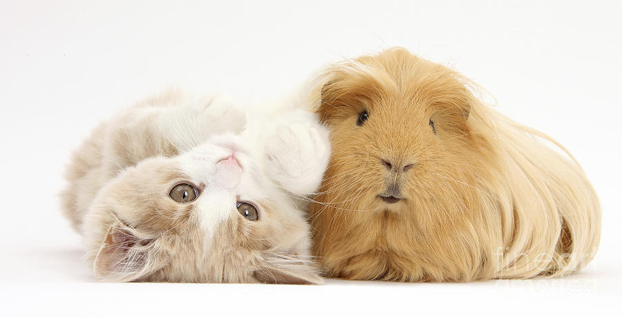 Kitten And Guinea Pig #11 Photograph by Mark Taylor
