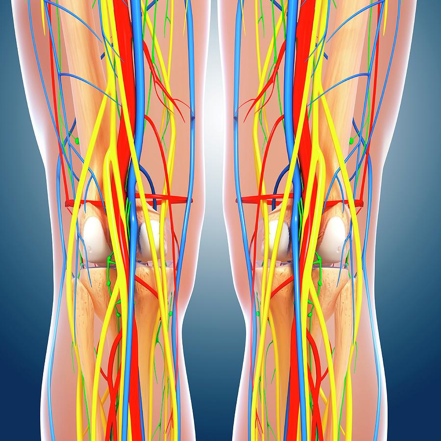 Knee Anatomy Photograph by Pixologicstudio/science Photo Library - Fine ...