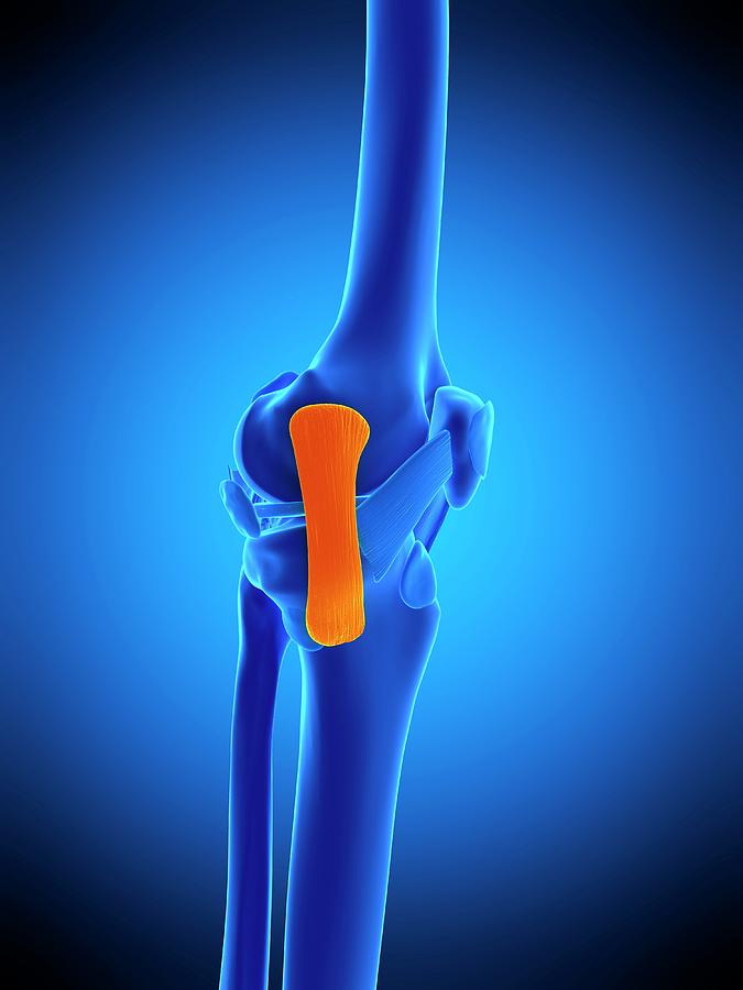 Knee Ligament Photograph by Sebastian Kaulitzki/science Photo Library ...