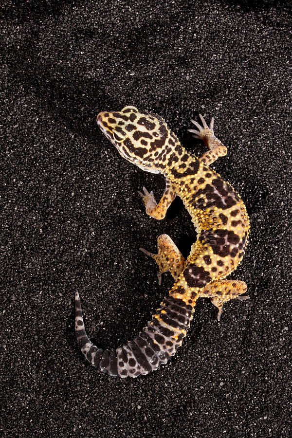 Leopard Gecko Eublepharis Macularius #11 Photograph by David Kenny