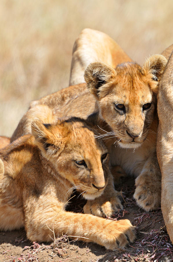 Lion with cubs Photograph by Mark Rasmussen - Fine Art America