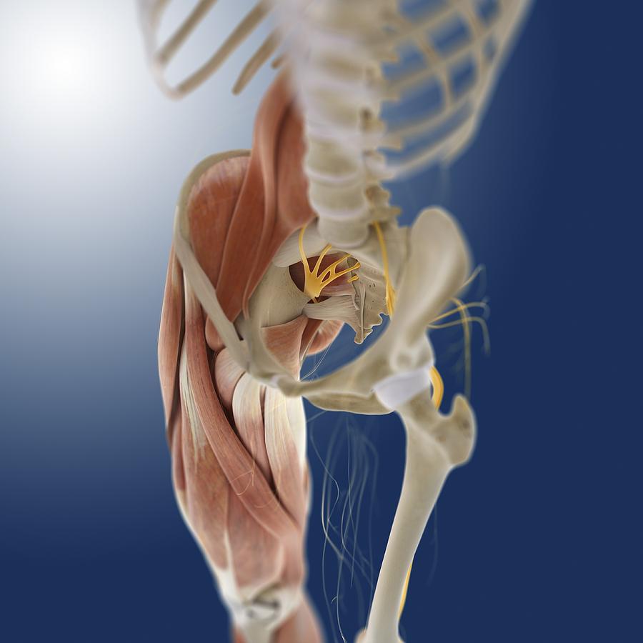 Lower Body Anatomy, Artwork Photograph by Science Photo Library