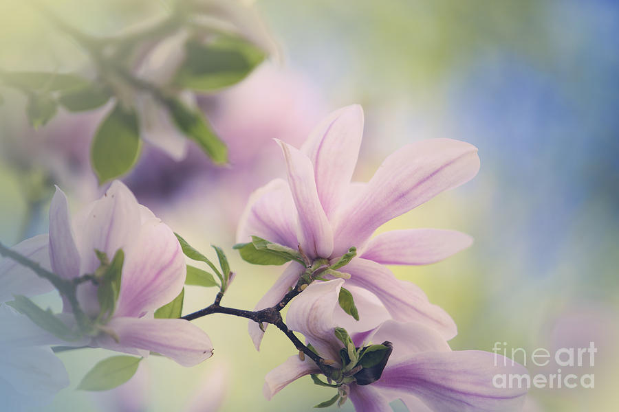 Magnolia Movie Photograph - Magnolia Flowers #11 by Nailia Schwarz
