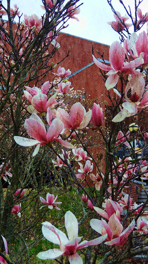 Magnolia Flowers Painting