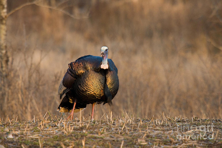 Turkey Photograph - Male Eastern Wild Turkey #11 by Linda Freshwaters Arndt