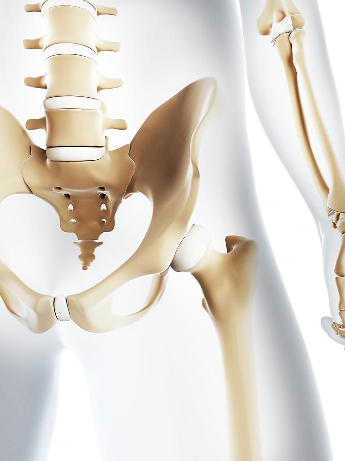 Male Pelvis Bones Photograph By Sciepro Science Photo Library Fine