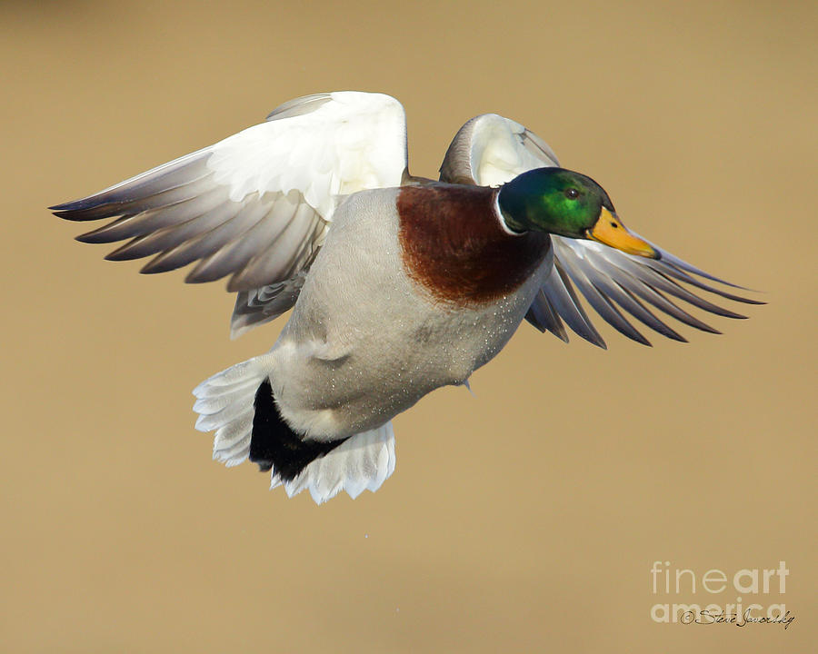 Mallard Duck #11 Photograph by Steve Javorsky
