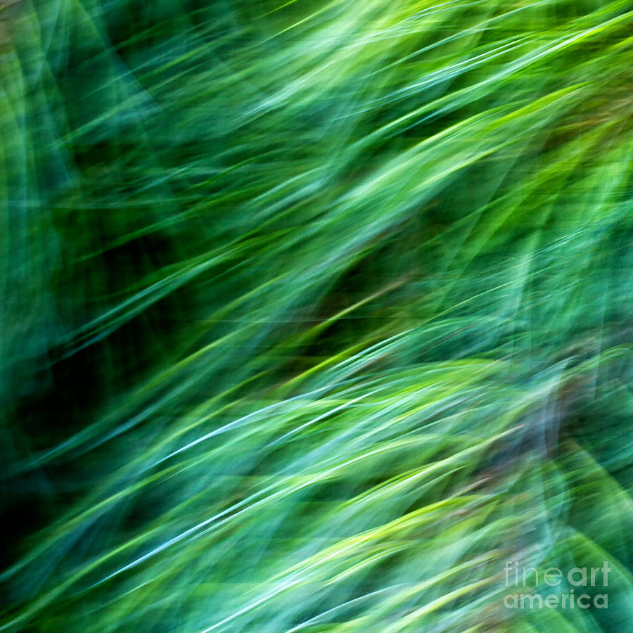 Meditations on Movement in Nature #11 Photograph by Joanne Bartone