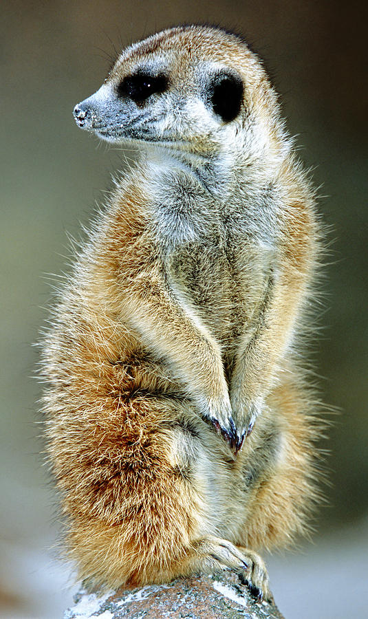 Meerkat Suricata Suricatta #11 Photograph by Millard H. Sharp