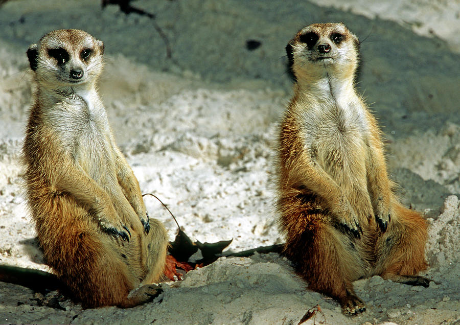 Meerkats #11 Photograph by Millard H. Sharp