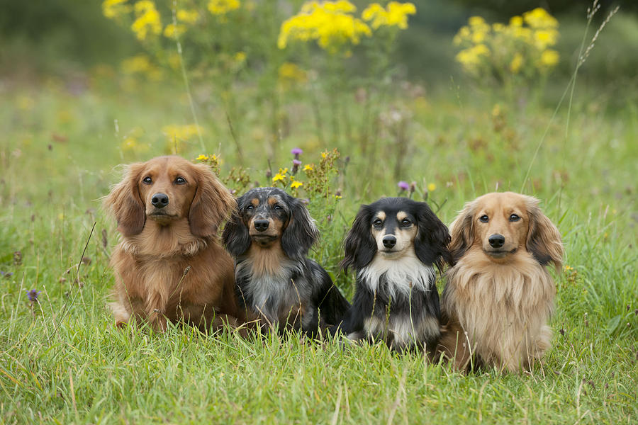 Full grown long sales haired dapple dachshund