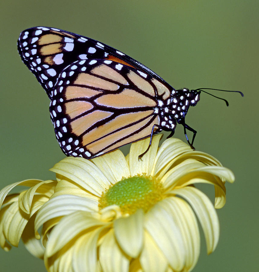 Monarch Butterfly #11 Photograph by Millard Sharp