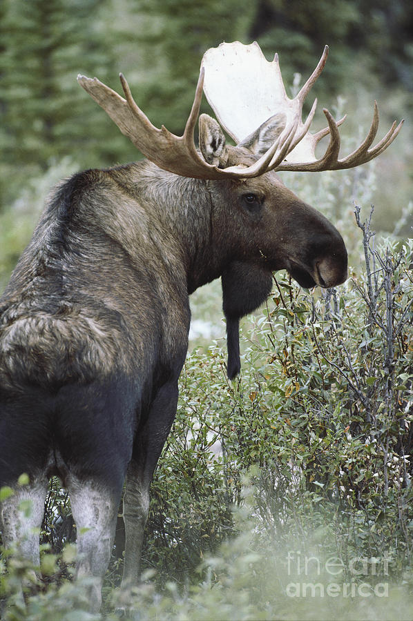 Denali National Park Photograph - Moose #11 by Art Wolfe