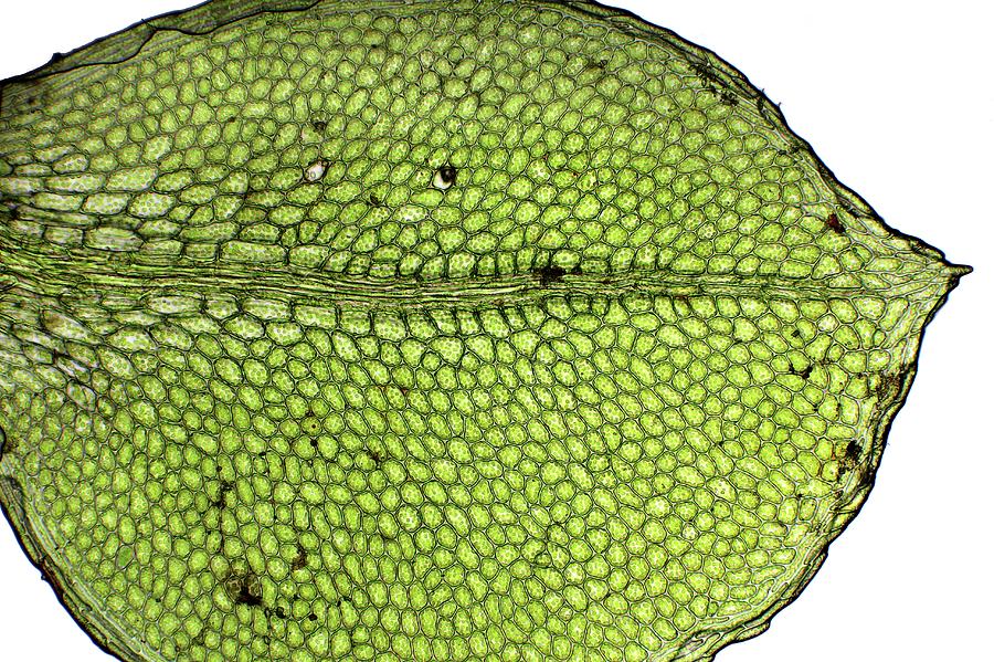 Moss Leaf Photograph by John Durham