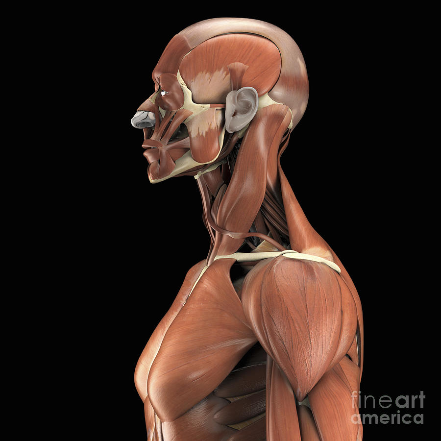 Facial Muscle Photograph - Muscles Of The Upper Body #11 by Science Picture Co