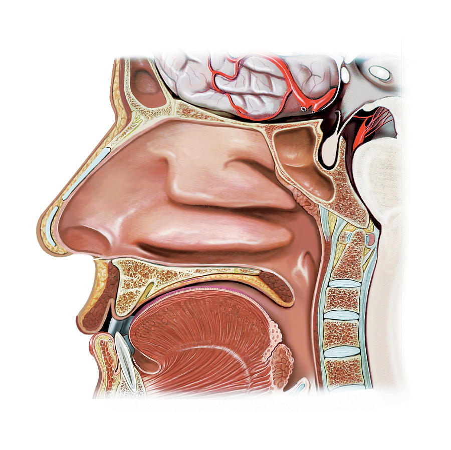 Nasal Cavity Photograph By Asklepios Medical Atlas Pixels 9234