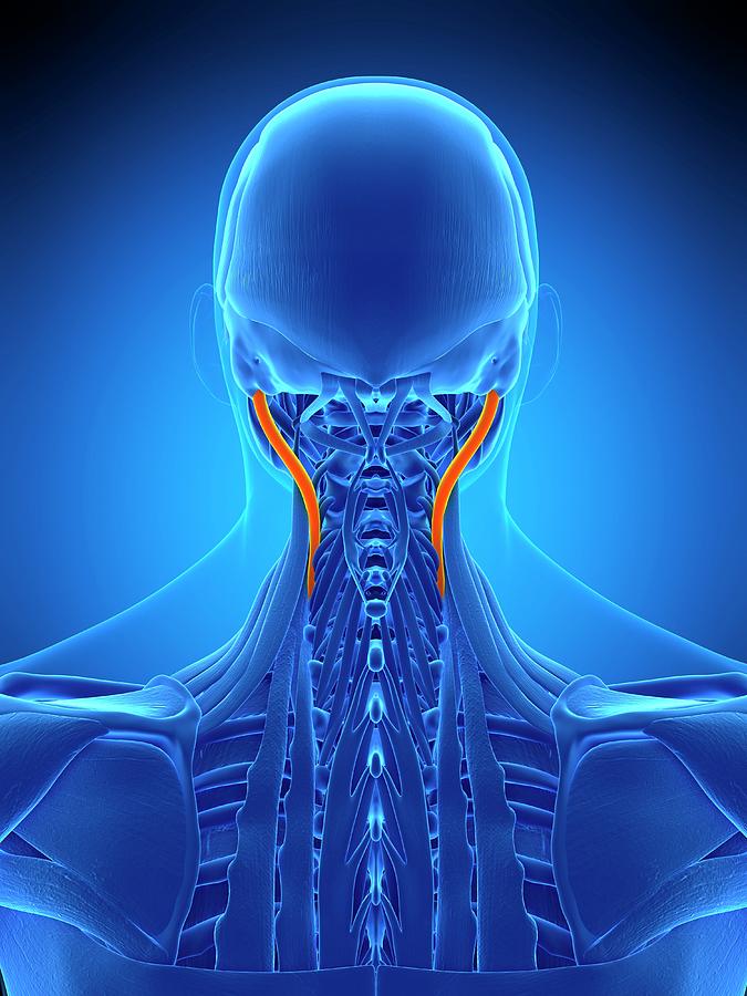 Neck Muscles Photograph By Sebastian Kaulitzkiscience Photo Library Fine Art America 7927