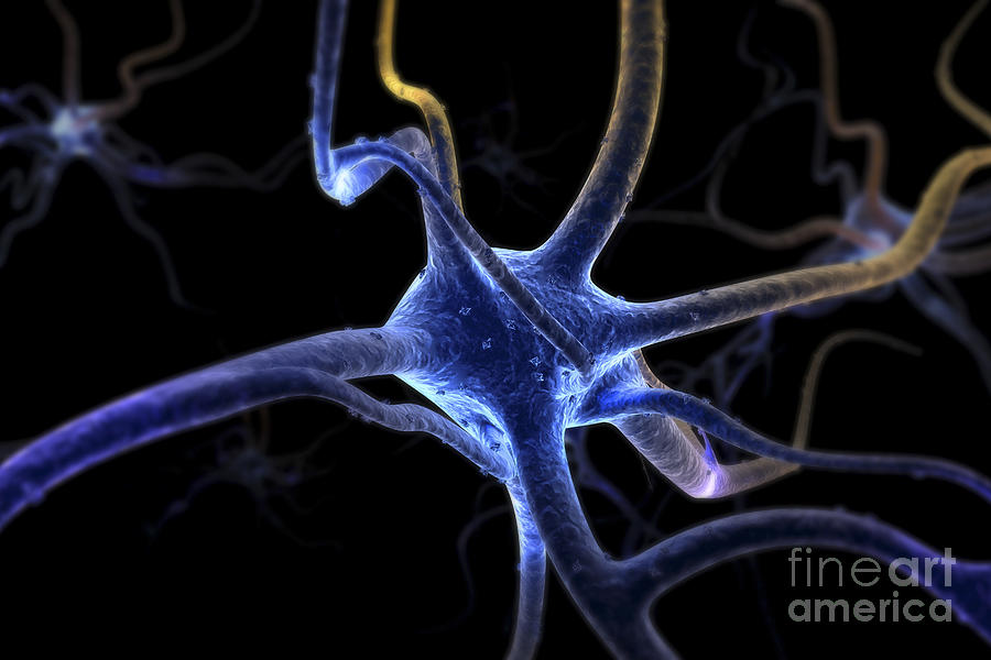 Neurons #15 Photograph by Science Picture Co