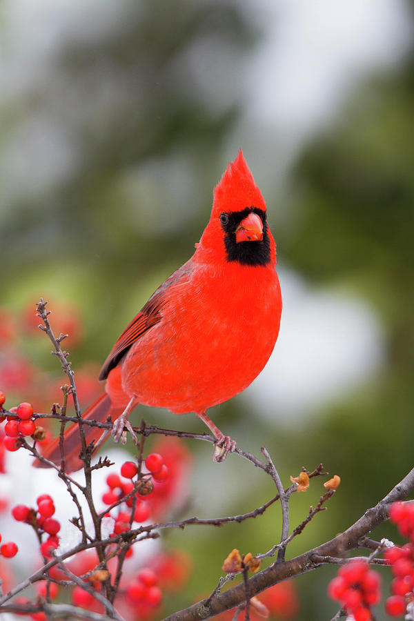 Northern Cardinal (cardinalis Cardinalis #11 Photograph By Richard And ...