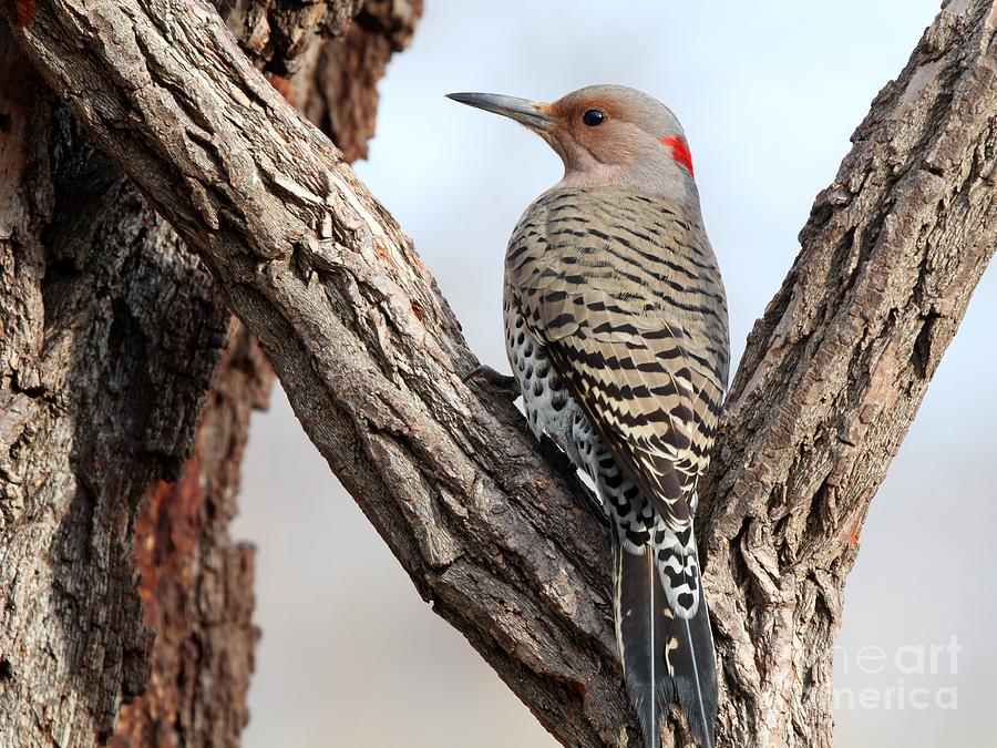 Northern Flicker #11 Photograph by Jack R Brock