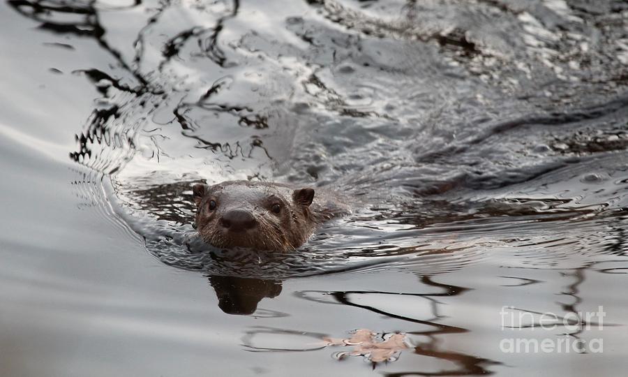 Northern River Otter #11 Photograph by Jack R Brock